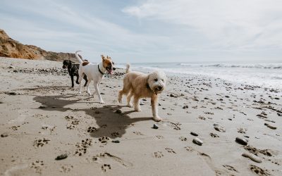 The Region’s Best Dog Friendly Beaches